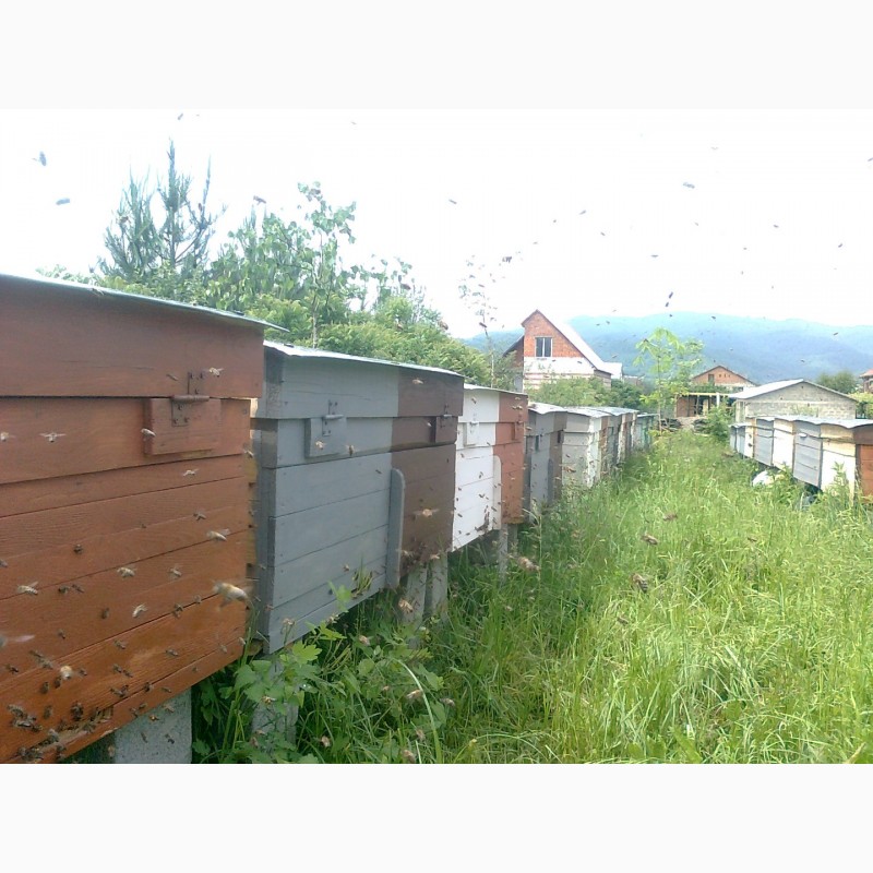 Фото 3. Пчелопакеты, бджолопакети с доставкой