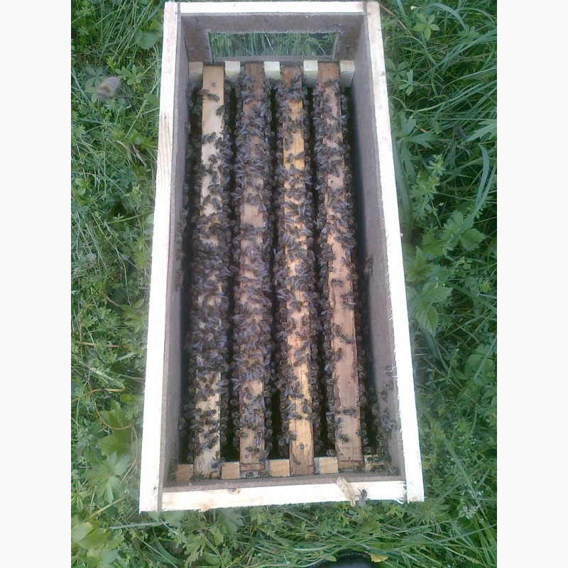 Фото 4. Пчелопакеты, бджолопакети с доставкой