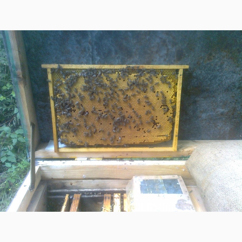 Фото 5. Пчелопакеты, бджолопакети с доставкой