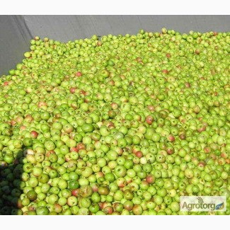 Консервний Завод закуповує яблука для переробки