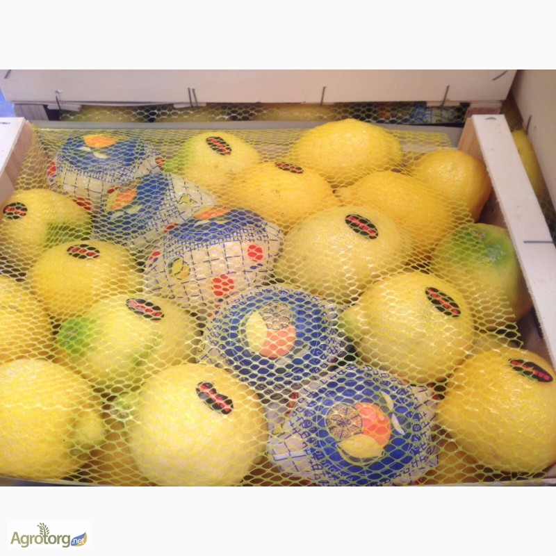 Фото 3. Продаем лимоны