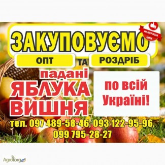 Закупаем яблоки-паданки, вишню оптом и в розницу по всей Украине