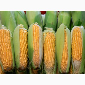 Крупно-оптовая закупка кукурузы.Качество ДСТУ 4525:2006