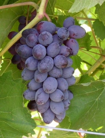 Фото 3. Саженцы и черенки Винограда питомник выращивает Виноград и плодовые деревья есть опт