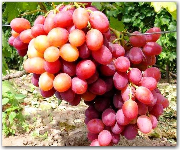 Фото 4. Саженцы и черенки Винограда питомник выращивает Виноград и плодовые деревья есть опт