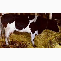 Продам голштинізовану тільну корову