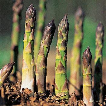 Фото 2. Продам саженцы, корневища спаржи голландской зеленой в розницу и оптом