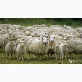 Куплю овец ярок баранов породы меринос