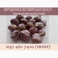 Продам часник сорту Любаша