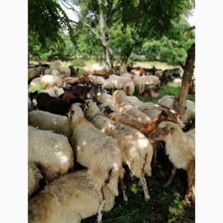 Продам коз, овец, ягнят, живым весом