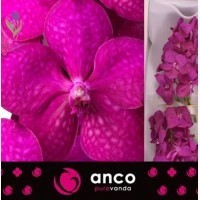 Orchid Vanda, Орхидея Ванда, ОПТ, Киев