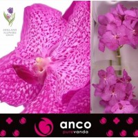 Orchid Vanda, Орхидея Ванда, ОПТ, Киев