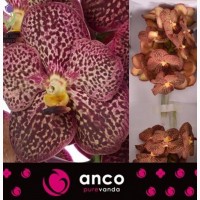 Orchid Vanda, Орхидея Ванда, ОПТ, Киев