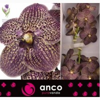 Orchid Vanda, Орхидея Ванда, ОПТ, Киев