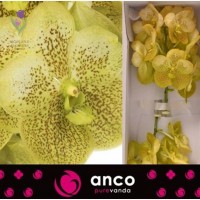 Orchid Vanda, Орхидея Ванда, ОПТ, Киев