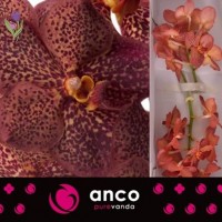 Orchid Vanda, Орхидея Ванда, ОПТ, Киев