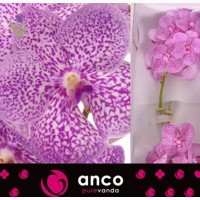 Orchid Vanda, Орхидея Ванда, ОПТ, Киев