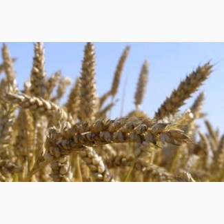 Овидий новинка безостый засухо устойчивый сорт пшеницы