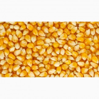 Дорого закуповуємо на постійній основі кукурудзу (яка не відповідає показникам)