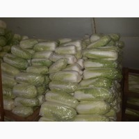 Продам пекинскую капусту від фермера. Від 5 тонн