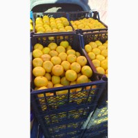 Свіжі цитрусові (мандарин, апельсин, грейфрут, лимон) прямі поставки, Турція