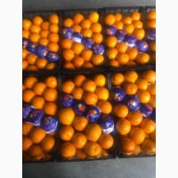 Апельсины оптом из Турции