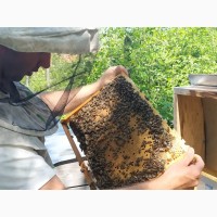 Бджоломатки, пчеломатки, матки карпатка