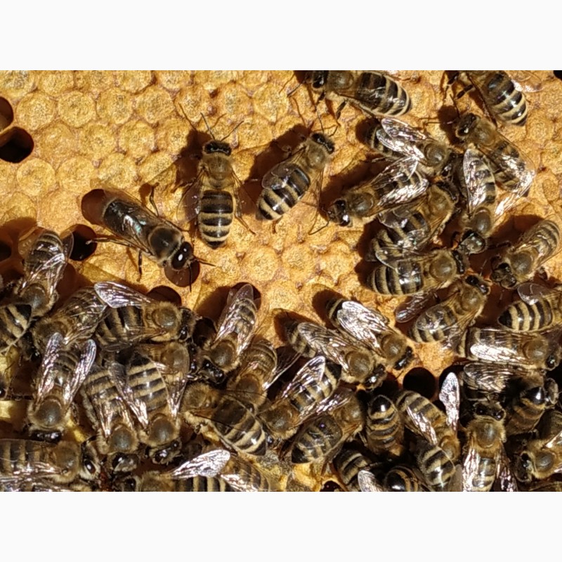 Фото 2. Бджоломатки, пчеломатки, матки карпатка