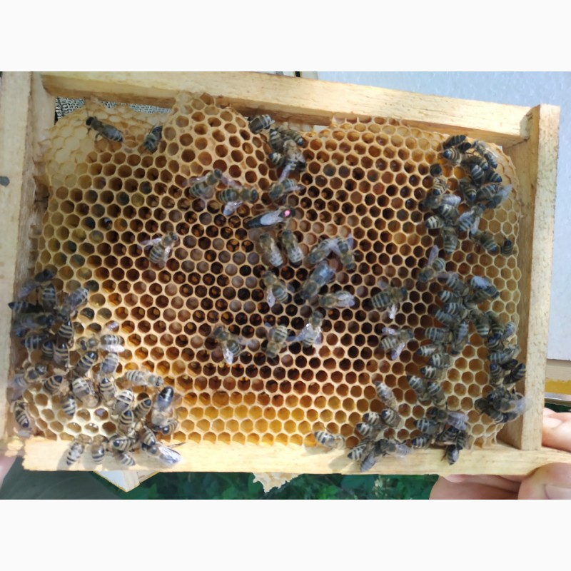 Фото 4. Бджоломатки, пчеломатки, матки карпатка