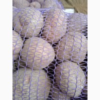 Продам картоплю сорт Белла роса