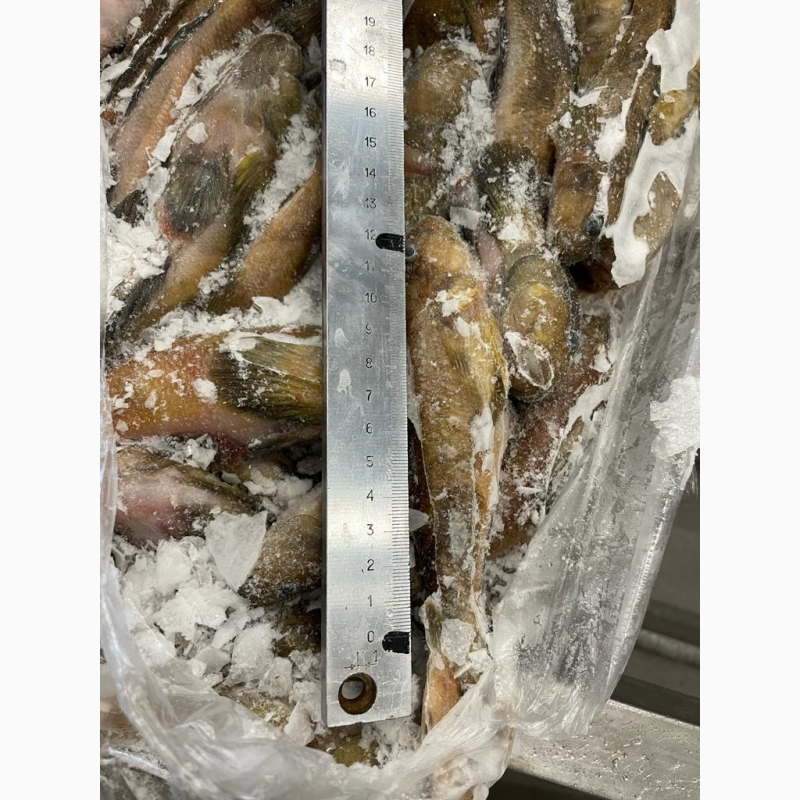 Фото 14. Оптовая продажа мороженной рыбы, морепродуктов и рыбной муки