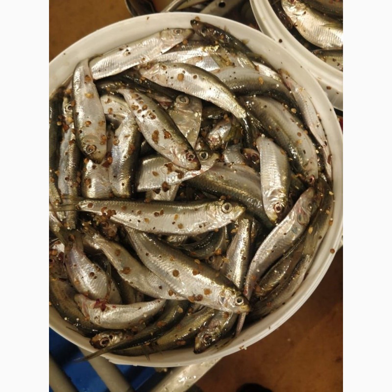 Фото 9. Оптовая продажа мороженной рыбы, морепродуктов и рыбной муки