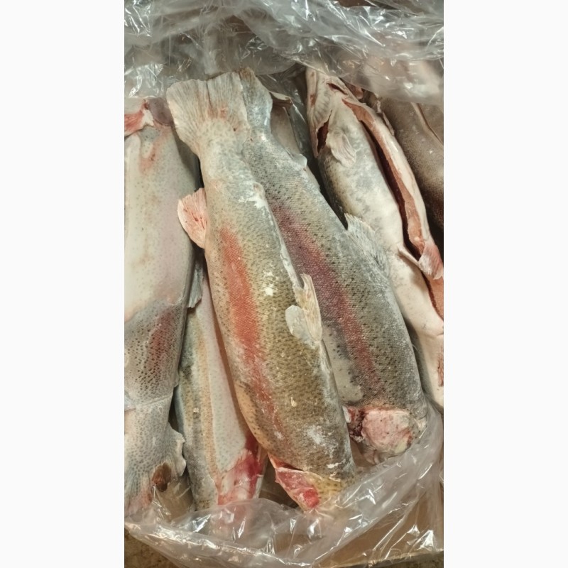 Фото 10. Оптовая продажа мороженной рыбы, морепродуктов и рыбной муки