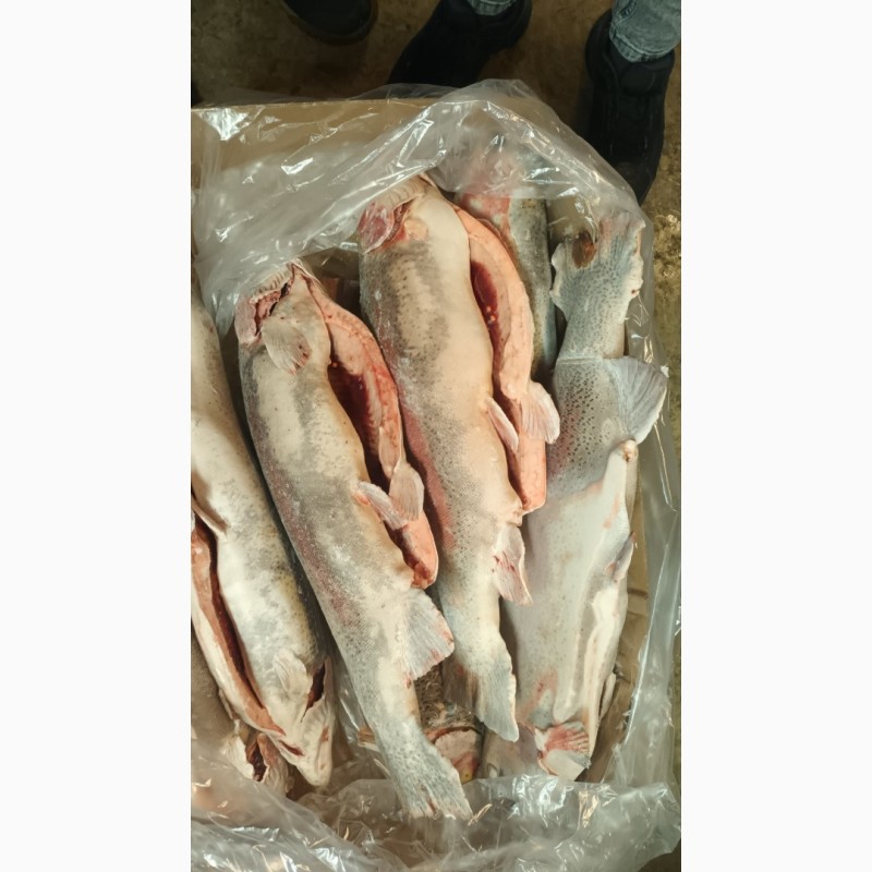 Фото 11. Оптовая продажа мороженной рыбы, морепродуктов и рыбной муки