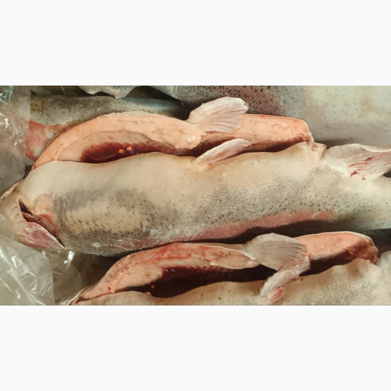 Фото 12. Оптовая продажа мороженной рыбы, морепродуктов и рыбной муки