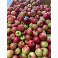 Продамо яблука Хоней Крісп 1 сорт з власного саду