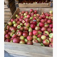 Продамо яблука Хоней Крісп 1 сорт з власного саду