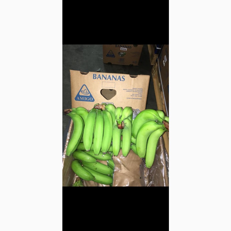 Фото 3. Продам бананы