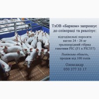 Продаж поросят на відгодівлю 24-26 кг