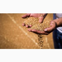 Продам пшениця 3 клас 400 тонн, Житомирська обл, Брусилів