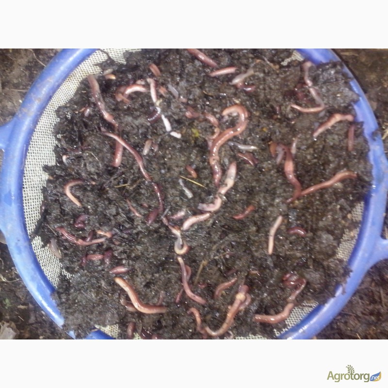 Фото 4. Калифорнийские черви (маточное поголовье)