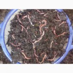 Калифорнийские черви (маточное поголовье)