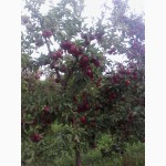 Агрофірма реалізує яблука