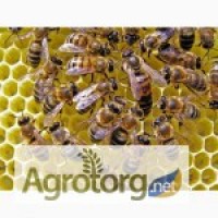 Продам бджолопакети та бджолосімї