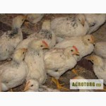 Продам ГУРТОМ курчата добові та місячні породи харківська барвиста та серебристий адлер