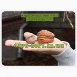 Продам саженцы крупноплодного и вкусного грецкого ореха
