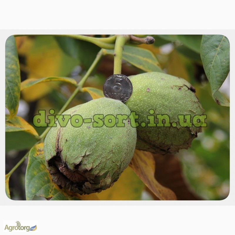 Фото 3. Продам саженцы крупноплодного и вкусного грецкого ореха