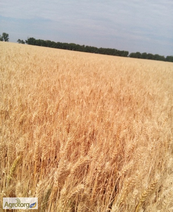 Фото 2. Семена озимой пшеницы - АНТАРА