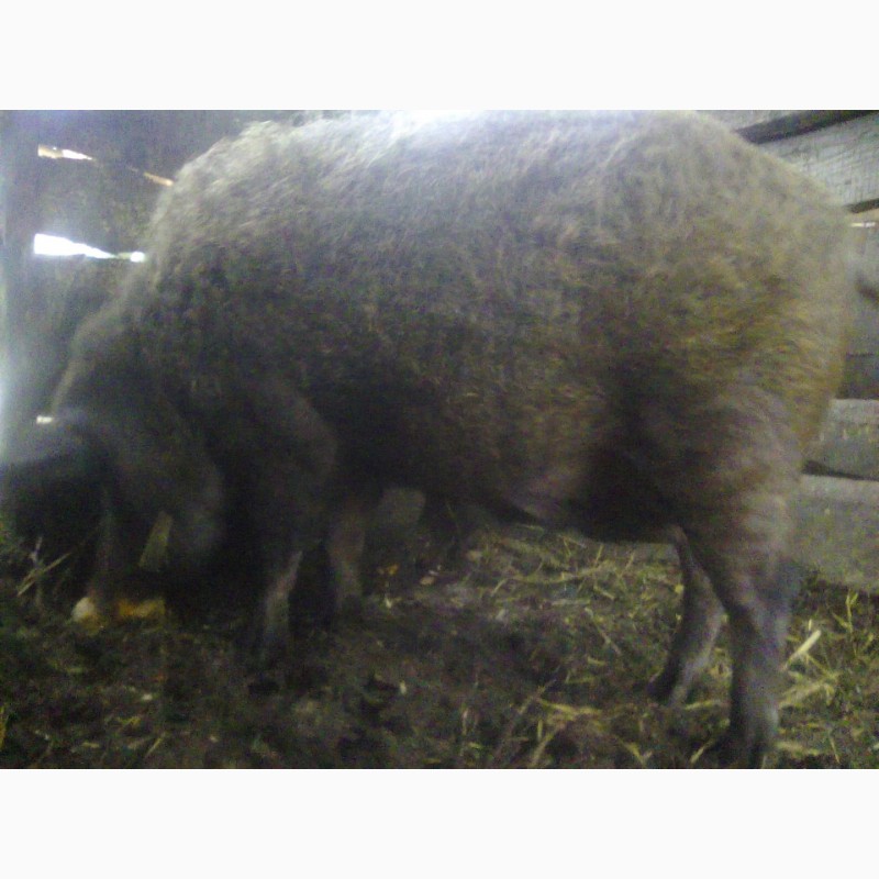 Фото 3. Продам свиноматку венгерской пуховой мангалицы