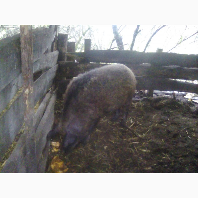 Фото 4. Продам свиноматку венгерской пуховой мангалицы